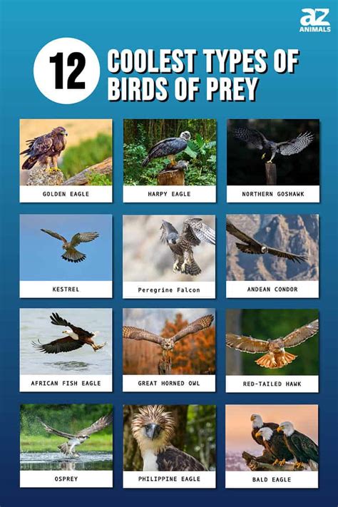 The Remarkable Variety of Bird of Prey Species