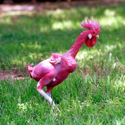 The Remarkable Versatility of Featherless Roosters