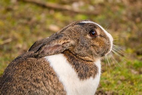 The Revealing Psychological Significance of Dreaming About Rabbits