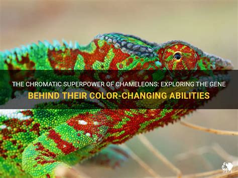 The Revelation of Chromatic Metamorphosis in Chameleons' Reveries