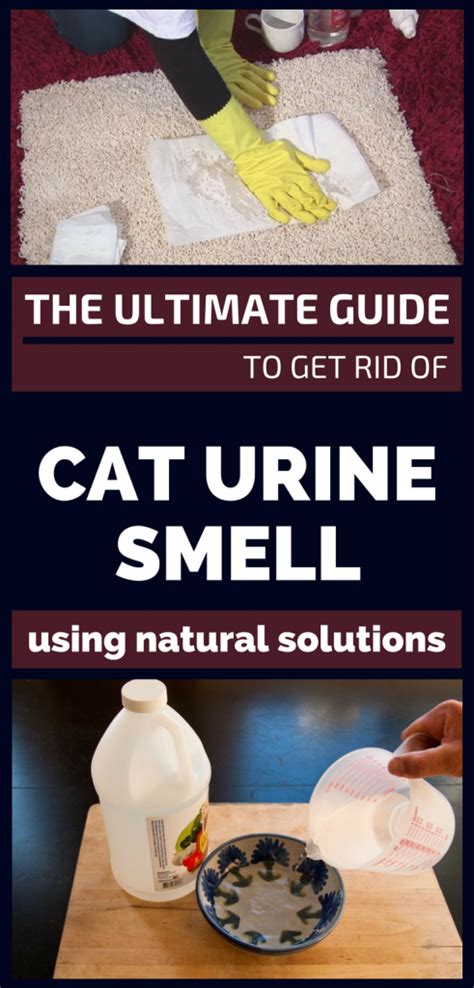 The Role of Bacteria in Feline Urine Odor