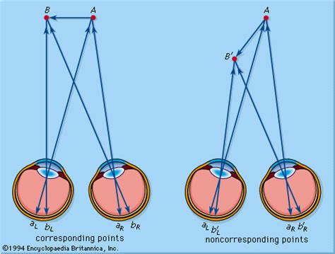 The Role of Dual Cameras in Depth Perception