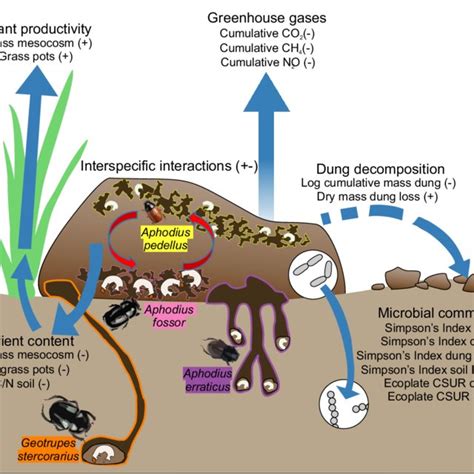 The Role of Dung Beetles in Ecosystems