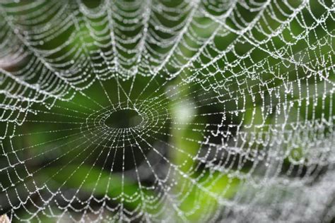 The Role of Fear and Anxiety in Dreaming about Spiders on Webs