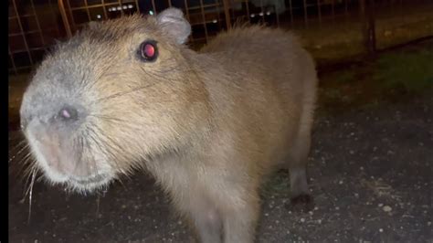 The Role of Fear and Vulnerability in Capybara Attack Dreams