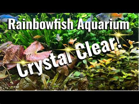 The Role of Filtration Systems in Maintaining Crystal-Clear Aquarium Environments