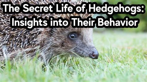 The Role of Hedgehog Dreams in Hedgehog Behavior