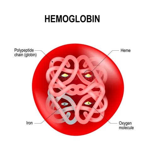 The Role of Hemoglobin in Dreams