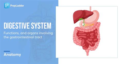 The Role of Personal Experiences in Understanding Dreams Involving Digestive Functions