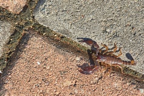 The Role of Scorpions in Ecosystems