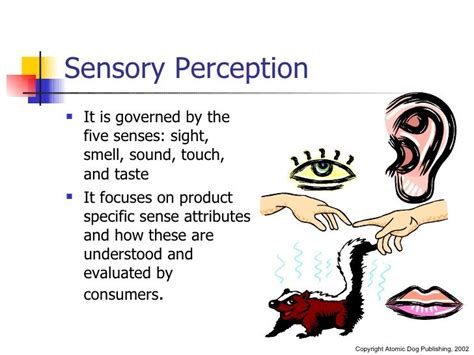 The Role of Sensory Perception in Dream Experiences