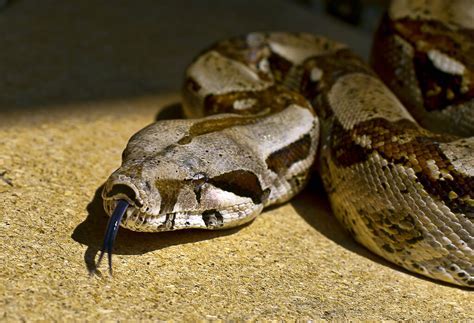 The Role of Sleep in Controlling Aggression in Serpents