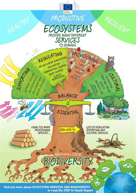 The Role of Terrestrial Ecosystems in Supporting Life: Interconnectedness in Action