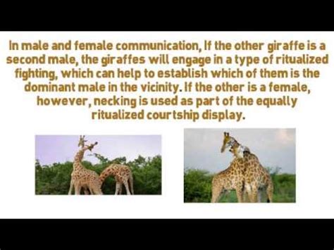 The Role of Vocalizations and Body Language in Giraffe Communication