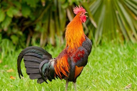 The Rooster's Crow: Communication and Expression