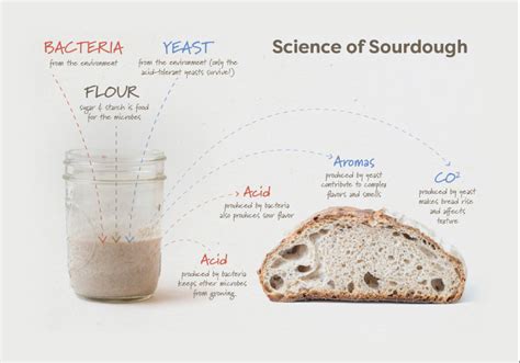 The Science Behind Achieving an Ideal Bread Rise