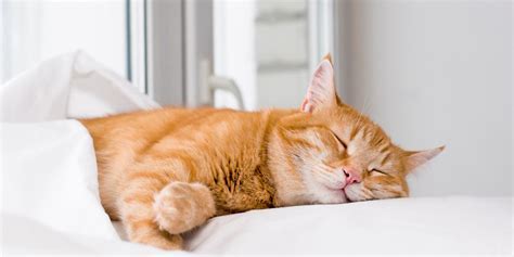 The Science Behind Feline Dreaming: Insights from Researchers