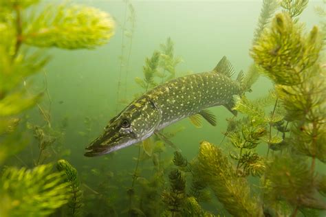 The Science Behind Magnificent Northern Pike: Decoding Their Natural Habitat and Behavior