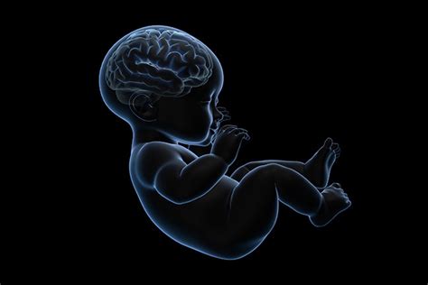 The Science Behind Prenatal Brain Development and the Phenomenon of Dreaming