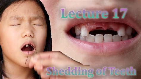 The Science Behind Shedding Primary Dentition