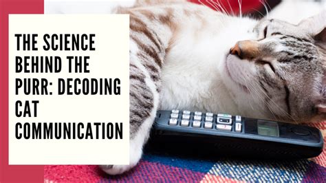 The Science Behind the Melodic Hum: Decoding the Feline Reverie