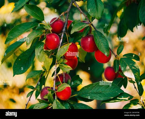 The Science Behind the Ripening Process of Cherries