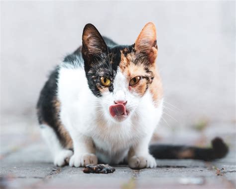 The Science Behind the Strong Odor of Feline Urine