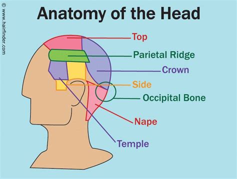 The Science behind the Sensitivity and Arousability of the Nape Region