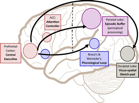 The Scientific Approach: Investigating the Neural Mechanisms of Dream Formation