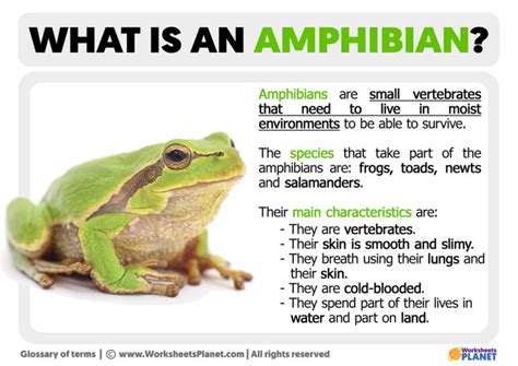 The Scientific Explanation Behind Sleep Patterns in Amphibians