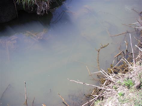 The Serenity and Enigma of a Murky Waterway