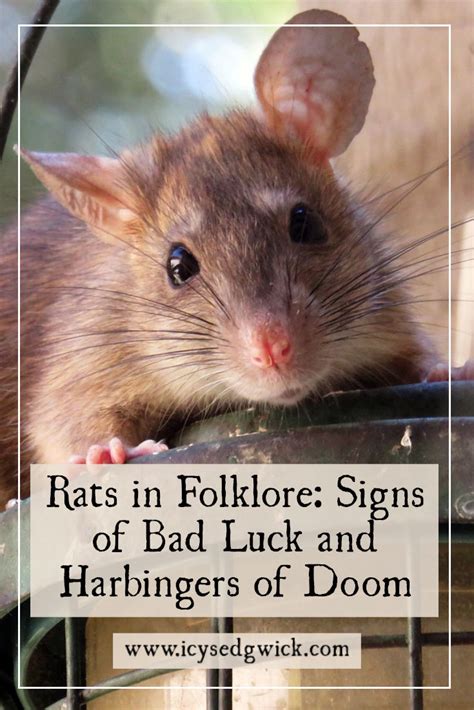 The Shadowy Side: Rats as Harbingers of Illness and Misfortune