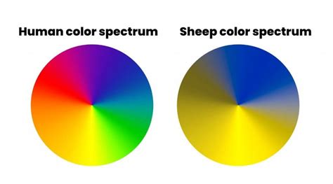 The Significance Behind a Chestnut-Colored Ewe in a Lady's Vision