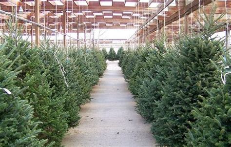 The Significance Behind a Harvested Evergreen in Dreamland