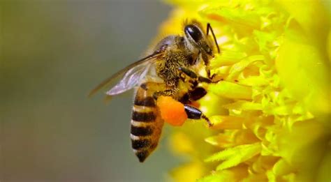 The Significance of Accurate Recognition and Understanding of Bees