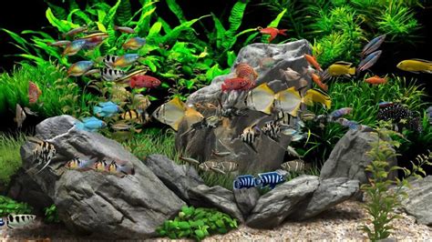 The Significance of Aquariums in Dreams