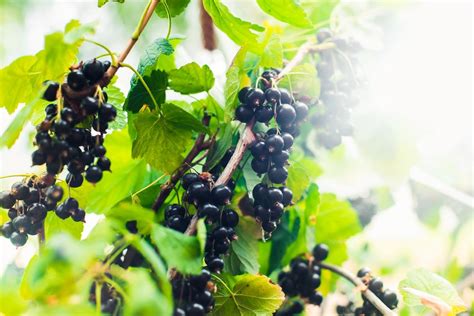 The Significance of Blackcurrants in Folklore