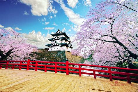 The Significance of Cherry Blossoms in Japanese Dreams