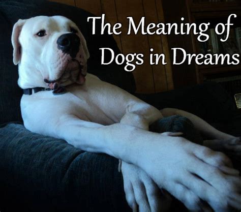 The Significance of Dreaming About a Dog's Demise