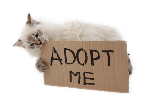 The Significance of Dreaming about Adopting a Kitten from a Rescue Center