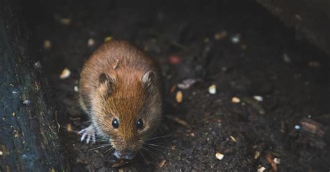 The Significance of Dreaming about Oversized Rodents from a Psychological Perspective