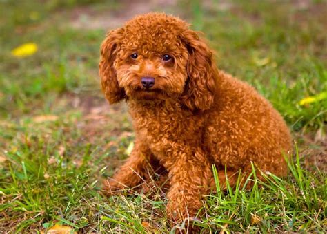 The Significance of Dreaming of a Dog with Curly Hair