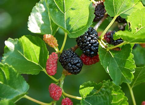 The Significance of Dreams Centered around the Mulberry Fruit