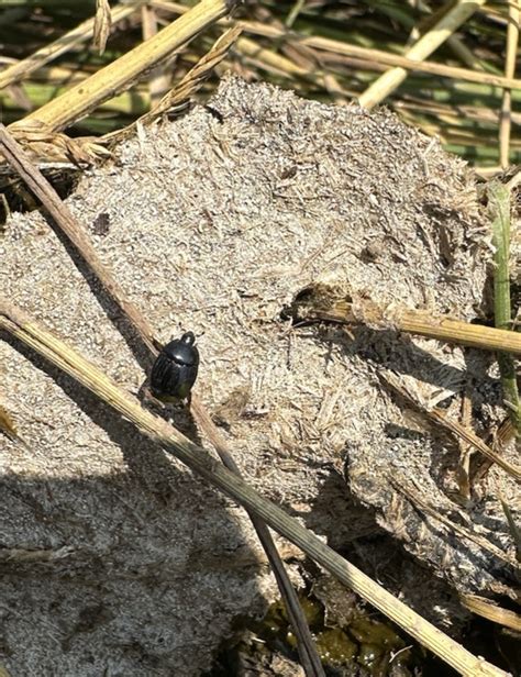 The Significance of Dung Beetles in Agriculture and Farming