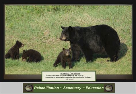 The Significance of Education in Promoting Harmony in Human-Bear Coexistence