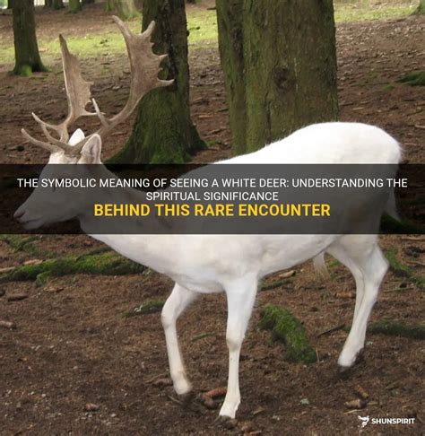 The Significance of Encountering an Antlerless Deer: Understanding its Symbolism