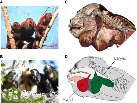 The Significance of Envisioning a Vocal Primate