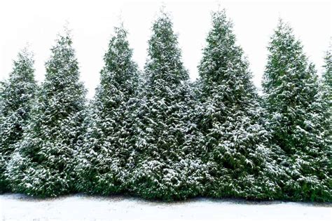 The Significance of Evergreen Trees During Winter Celebrations