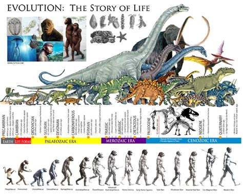 The Significance of Evolution: Hints towards the Dinosaur's Future