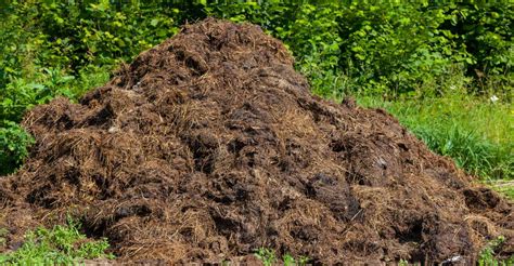 The Significance of Experiencing Manure Underfoot in Dreams